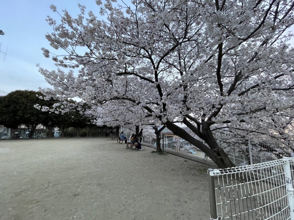 寝屋川の桜公園