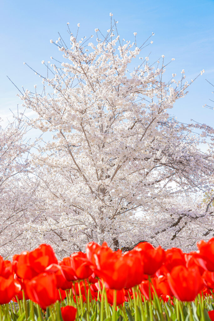 京都植物園の桜とチューリップ
