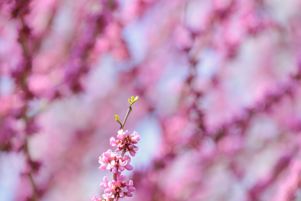 京都植物園の桜写真