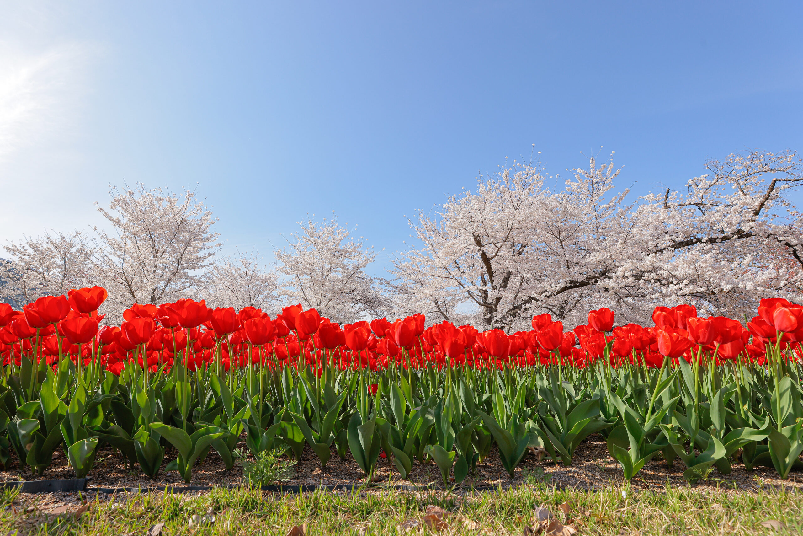 京都植物園の桜とチューリップ
