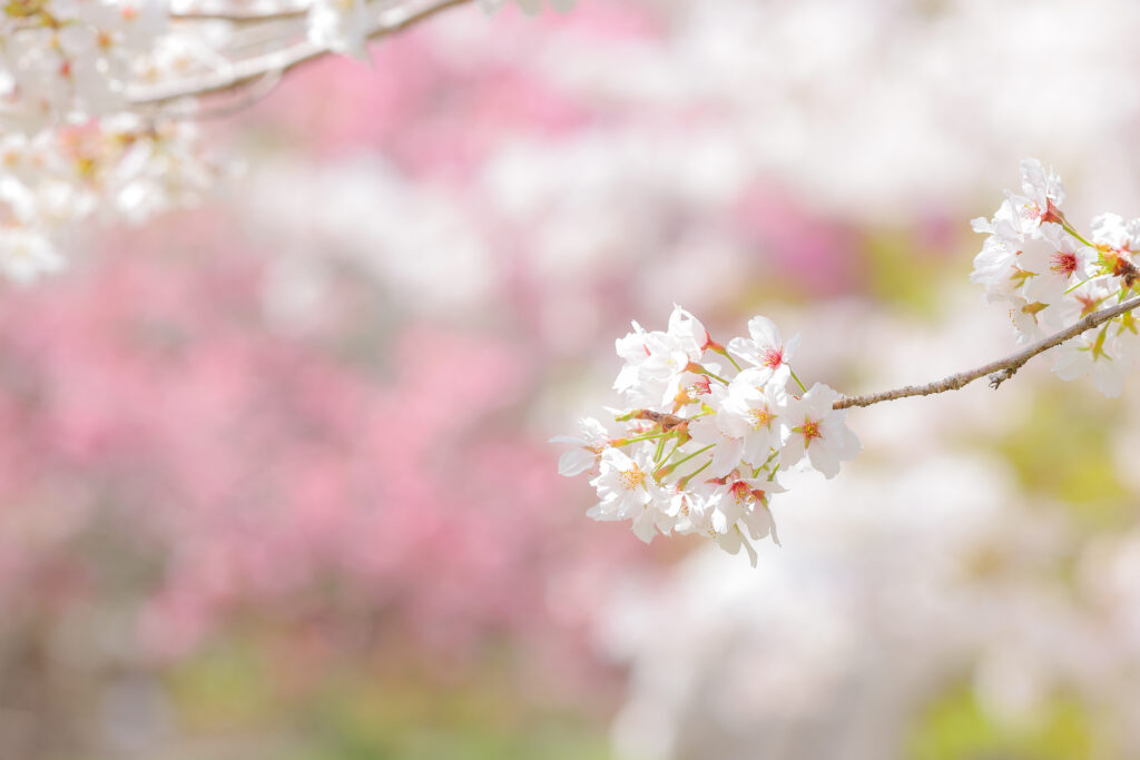 京都植物園の桜写真